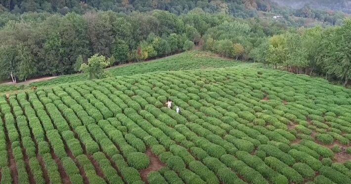 Кризис с индийским чаем поможет расширить плантации Краснодарского края