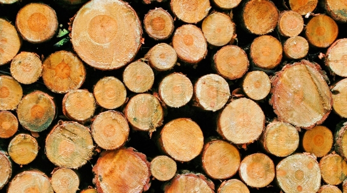 Сохранение леса-кругляка даст экономике РФ добавленную стоимость