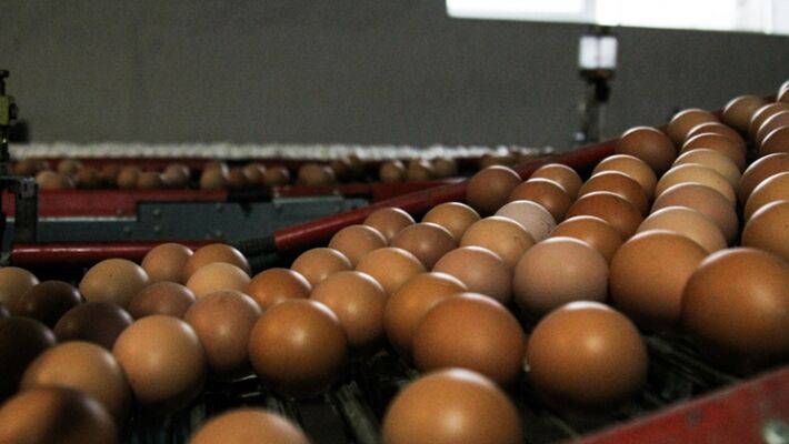Производство яйца в РФ оказалось ниже себестоимости