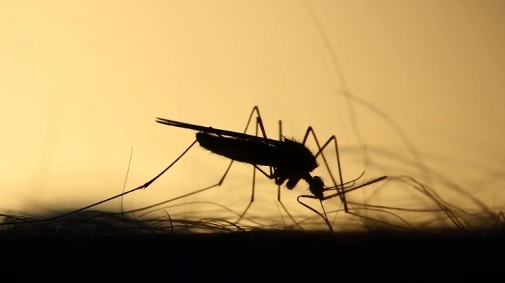 Лахтинский комар взволновал Greenpeace
