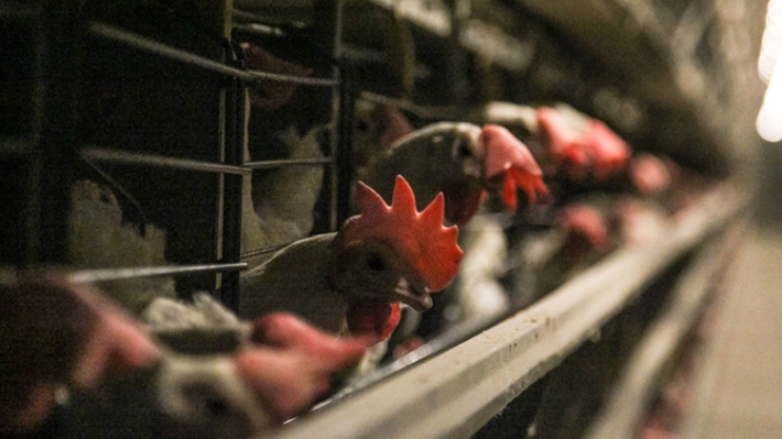 Российские производители мяса птицы стремятся попасть на рынок Китая
