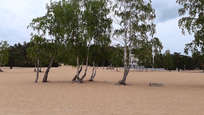 Муниципальные дачи в поселке Солнечное расположены недалеко от пляжа