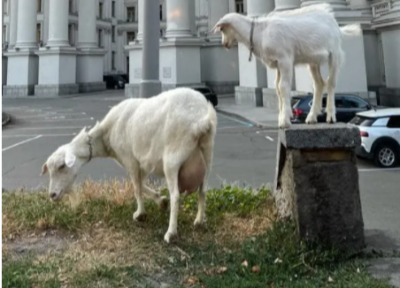 «Отлить в бронзе». У здания МИД Украины в Киеве вновь пасутся козы