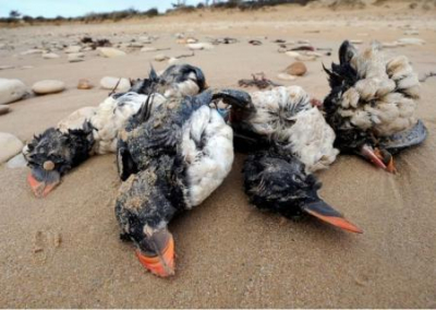 На севере Крыма катастрофическая гибель диких птиц. Беда пришла из Украины