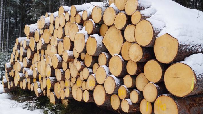 Ограничения на вывоз леса расширяют возможности внутреннего рынка России