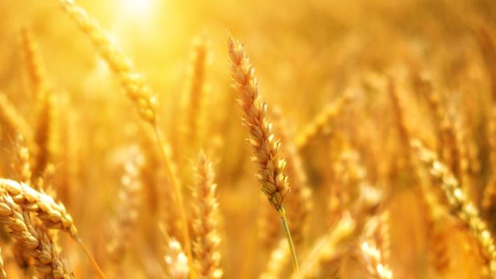 Цены на пшеницу пошли в рост