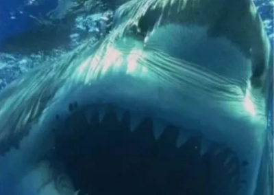 Украинцы высмеяли смерть россиянина в Египте, на которого напала акула