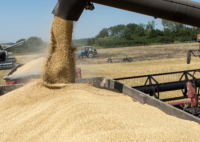 В Евросоюзе требуют продлить запрет на импорт украинского зерна и других культур до конца года