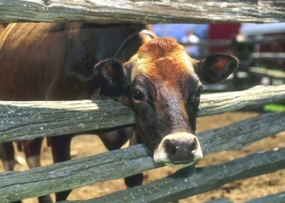 Жестокая реальность Украины: миллиардные убытки аграриев, пустые пастбища, дефицит молока и отсутствие каких-либо перспектив