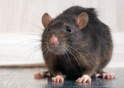 В Англии нашествие крыс в жилые дома. Их количество возросло в десять раз