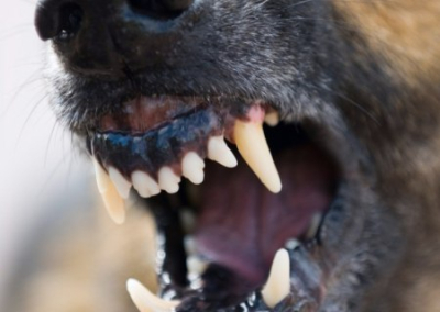 Крым: новая жертва бродячих псов
