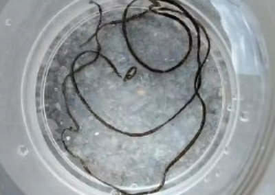 В Волгоградской области жителей нашедших червей-паразитов в водопроводе обвинили в поддержке Навального