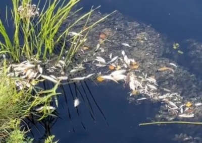 Украина обвинила Россию в отравлении реки Сейм в Курской области, впадающей в Десну