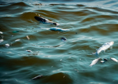 Гептахлор убивает все живое в Десне. Киев может остаться без питьевой воды