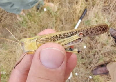 Reuters: саранча массово поедает украинский урожай