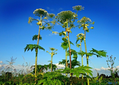 Дума инициировала наказание для тех, кто не борется с борщевиком