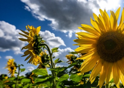 Украинские дети помогают уклонистам пересекать границу