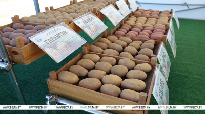 Лукашенко  сообщил о росте спроса на белорусский картофель за границей