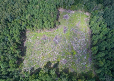 Памятники закончились. Украина объявила войну «советским деревьям»