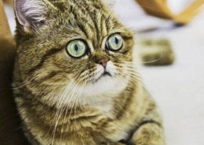 «Няв» против «Мяу»: львовский «интеллектуал» поднял вопрос русскоязычности котов