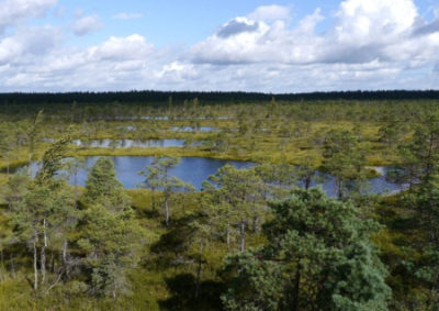 Латвия, экономя средства, намерена отгородиться от РФ естественными барьерами — болотами