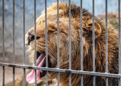 Украинские боевики атаковали зоопарк в Запорожской области — погиб лев