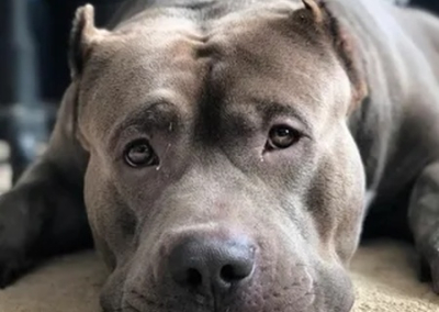 «Собаке звание Героя»: Украинцы встали на защиту питбуля, спасшего хозяина от мобилизации