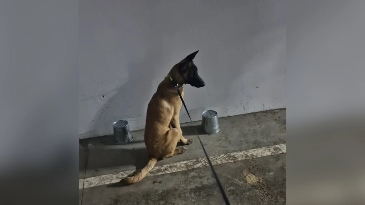 В Подмосковье пропала собака ветерана СВО, которую готовили к спасению людей на фронте