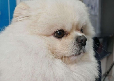 «Ни одна собака не сделала столько вреда». В Белоруссии обвинили Зеленского в войне, лжи и предательстве Украины