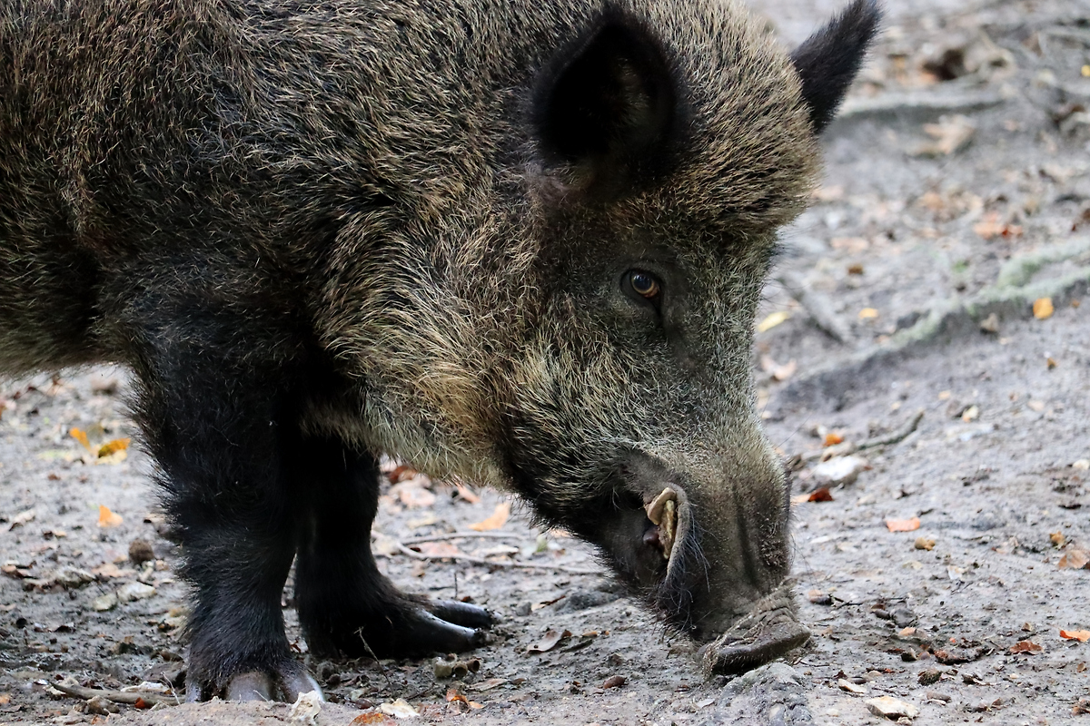 Российский боец впервые столкнулся с диким кабаном в зоне СВО