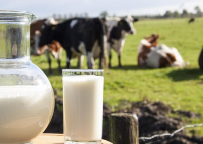 Молочная отрасль Украины в кризисе: под угрозой закрытия до 20% ферм