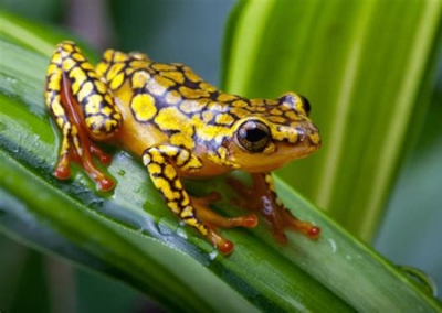 Навального вспомнили, чтобы сорвать мирные переговоры — мнение