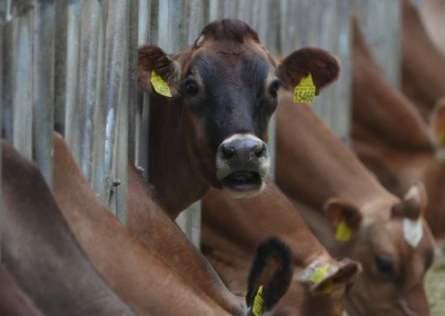 «Зачем открывать внутренний фронт?» В регионах России начали убивать здоровый крупный рогатый скот. Фермеры винят крупный бизнес и записывают обращения к федеральным властям